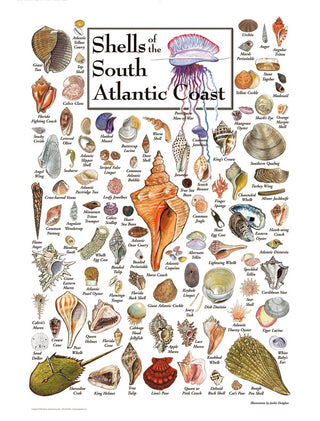 Shells of the South Atlantic Coast | 550 Piece Jigsaw Puzzle